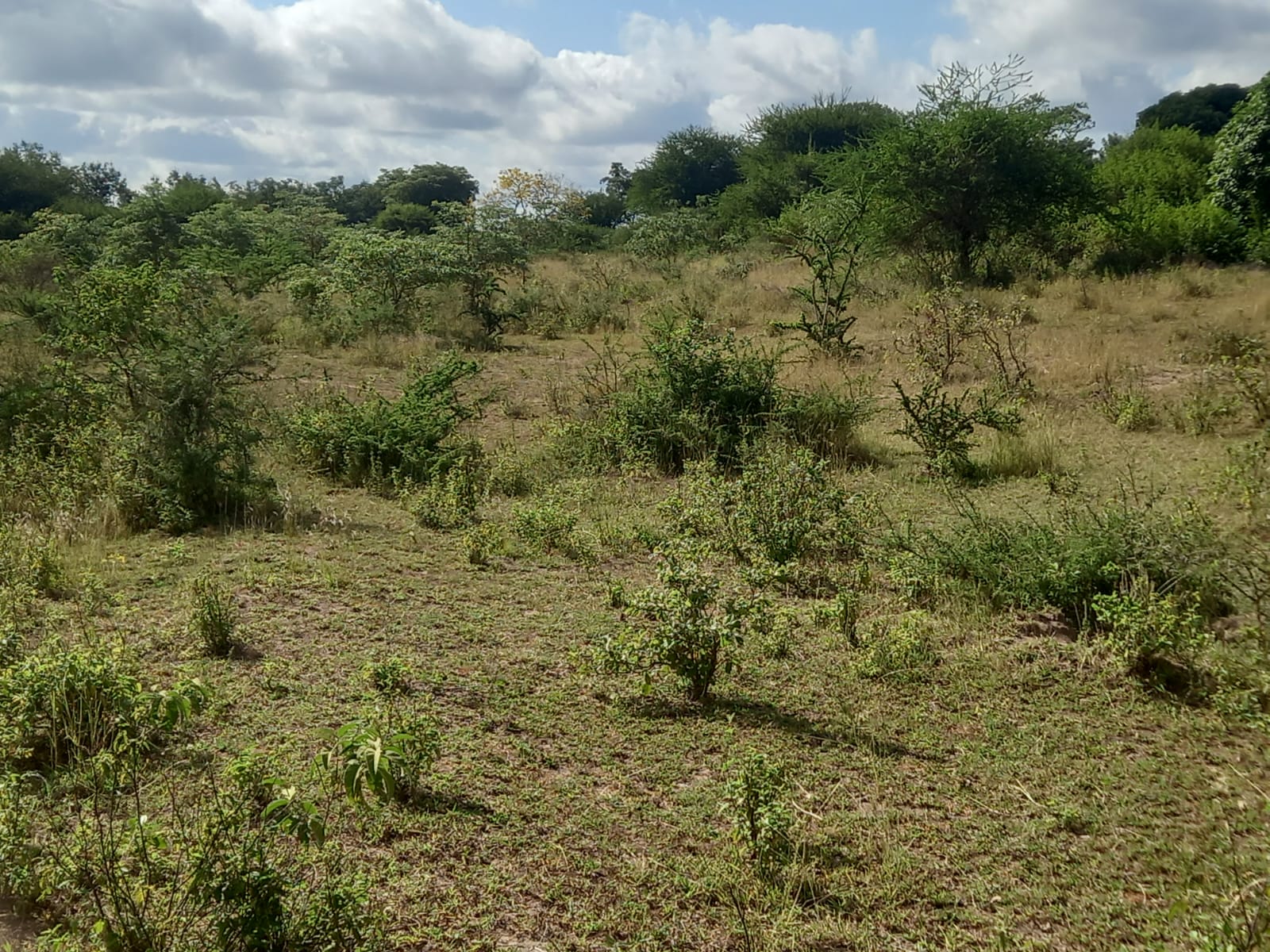 Plot for Sale